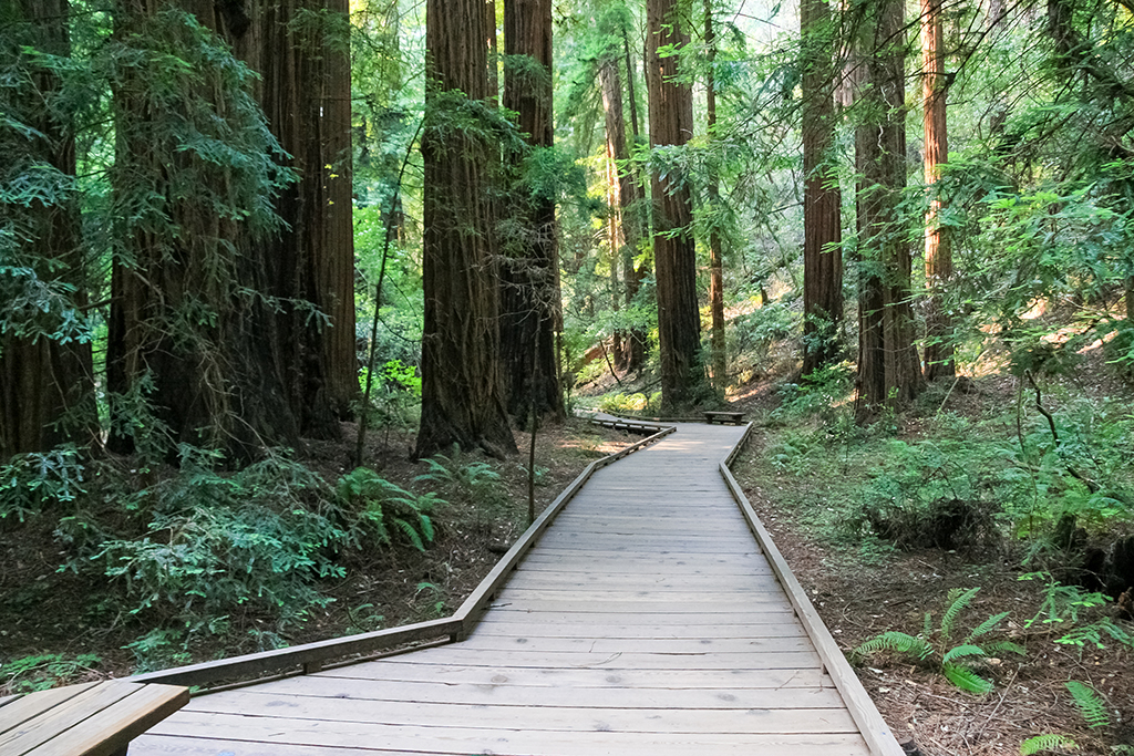 06-28 - 04.JPG - Muir Woods National Monument, CA